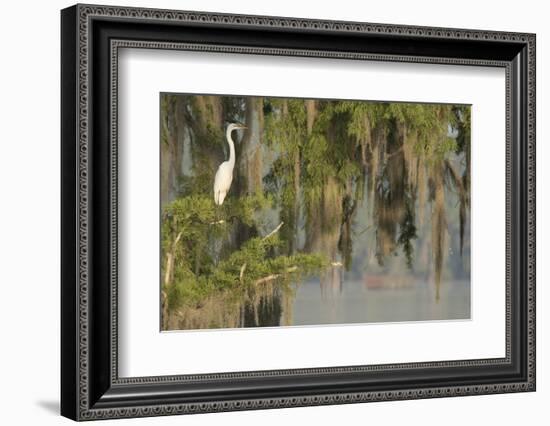 USA, Louisiana, Lake Martin. Foggy swamp sunrise with great egret in tree.-Jaynes Gallery-Framed Photographic Print