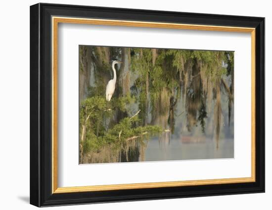 USA, Louisiana, Lake Martin. Foggy swamp sunrise with great egret in tree.-Jaynes Gallery-Framed Photographic Print