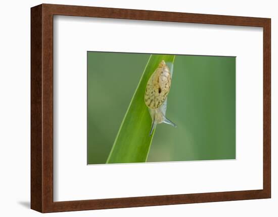 USA, Louisiana, Lake Martin. Snail on leaf.-Jaynes Gallery-Framed Photographic Print