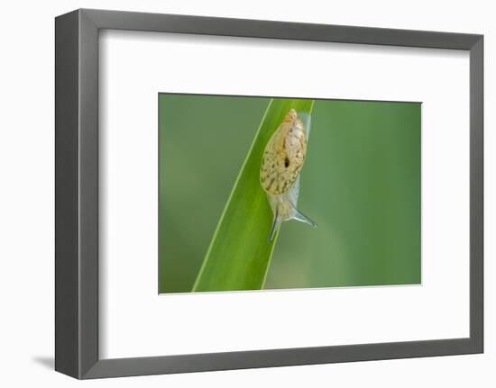 USA, Louisiana, Lake Martin. Snail on leaf.-Jaynes Gallery-Framed Photographic Print