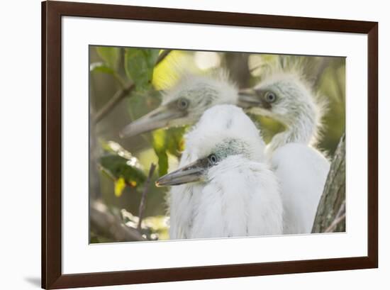 USA, Louisiana, Miller's Lake. Little blue heron chicks.-Jaynes Gallery-Framed Premium Photographic Print