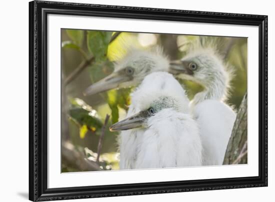 USA, Louisiana, Miller's Lake. Little blue heron chicks.-Jaynes Gallery-Framed Premium Photographic Print