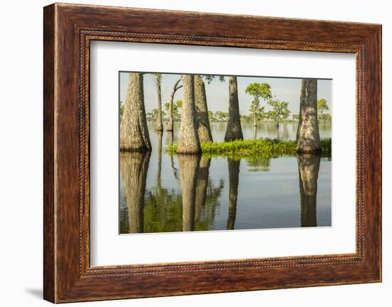 USA, Louisiana, Miller's Lake. Tupelo trees in lake.-Jaynes Gallery-Framed Photographic Print