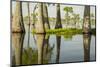 USA, Louisiana, Miller's Lake. Tupelo trees in lake.-Jaynes Gallery-Mounted Photographic Print