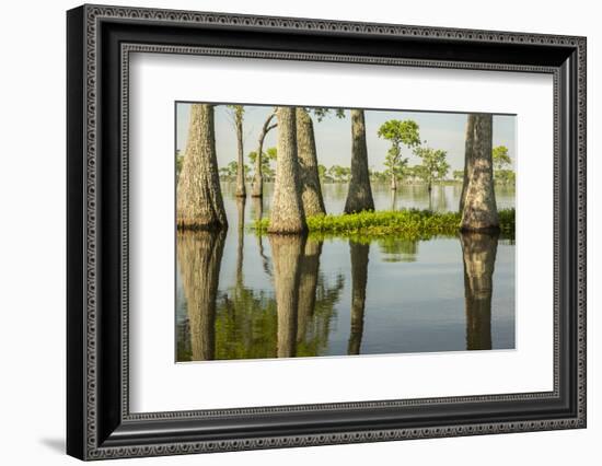 USA, Louisiana, Miller's Lake. Tupelo trees in lake.-Jaynes Gallery-Framed Photographic Print