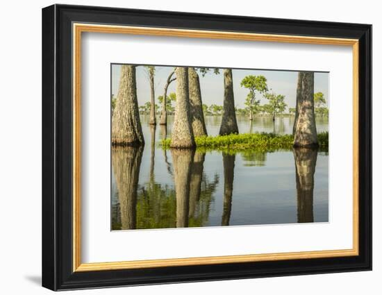 USA, Louisiana, Miller's Lake. Tupelo trees in lake.-Jaynes Gallery-Framed Photographic Print