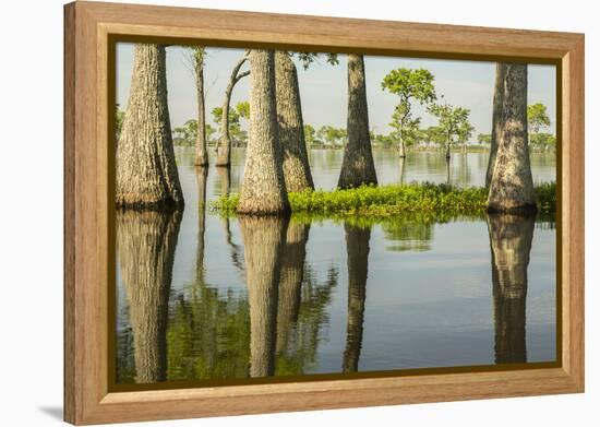 USA, Louisiana, Miller's Lake. Tupelo trees in lake.-Jaynes Gallery-Framed Premier Image Canvas