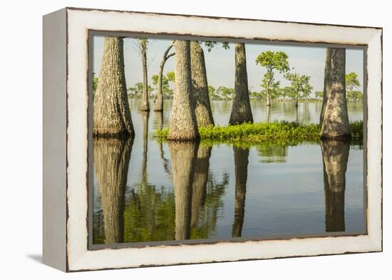 USA, Louisiana, Miller's Lake. Tupelo trees in lake.-Jaynes Gallery-Framed Premier Image Canvas