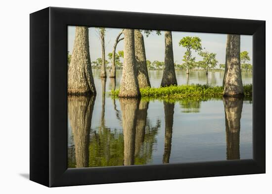 USA, Louisiana, Miller's Lake. Tupelo trees in lake.-Jaynes Gallery-Framed Premier Image Canvas