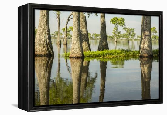 USA, Louisiana, Miller's Lake. Tupelo trees in lake.-Jaynes Gallery-Framed Premier Image Canvas