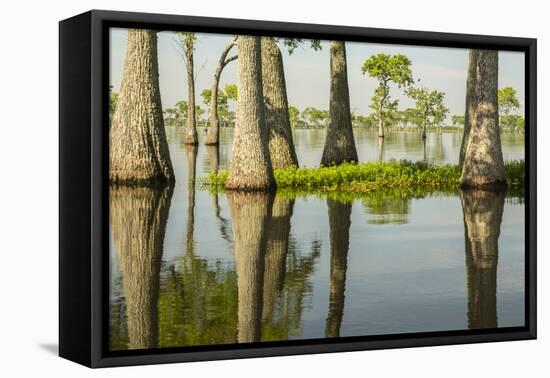 USA, Louisiana, Miller's Lake. Tupelo trees in lake.-Jaynes Gallery-Framed Premier Image Canvas