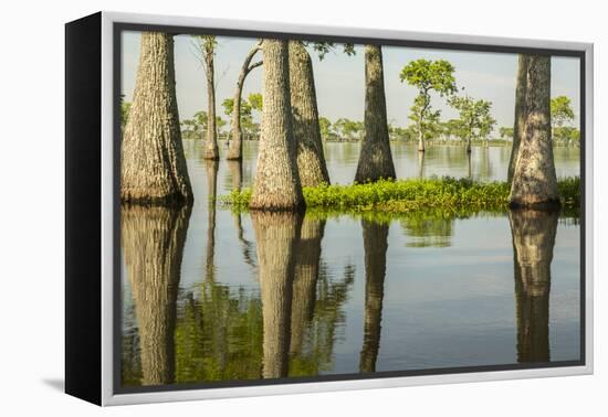 USA, Louisiana, Miller's Lake. Tupelo trees in lake.-Jaynes Gallery-Framed Premier Image Canvas