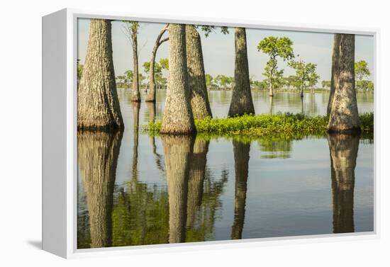 USA, Louisiana, Miller's Lake. Tupelo trees in lake.-Jaynes Gallery-Framed Premier Image Canvas