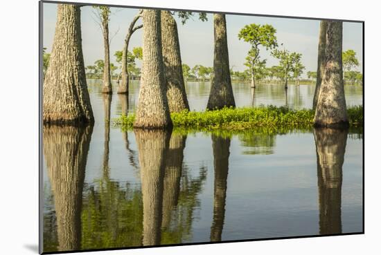 USA, Louisiana, Miller's Lake. Tupelo trees in lake.-Jaynes Gallery-Mounted Photographic Print