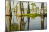 USA, Louisiana, Miller's Lake. Tupelo trees in lake.-Jaynes Gallery-Mounted Photographic Print