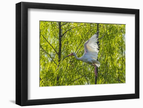 USA, Louisiana, Miller's Lake. White ibis in flight.-Jaynes Gallery-Framed Photographic Print