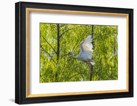 USA, Louisiana, Miller's Lake. White ibis in flight.-Jaynes Gallery-Framed Photographic Print