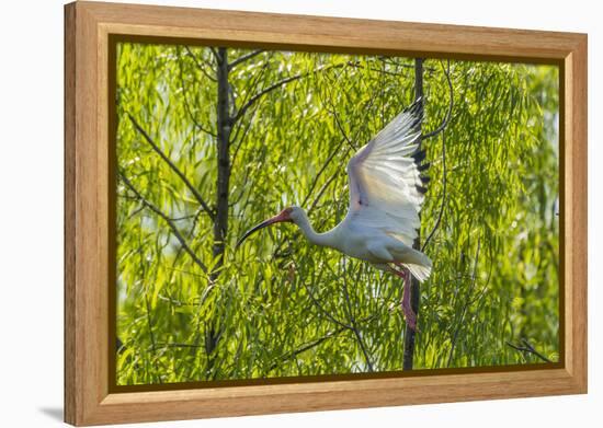 USA, Louisiana, Miller's Lake. White ibis in flight.-Jaynes Gallery-Framed Premier Image Canvas
