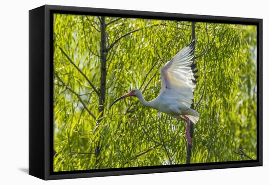 USA, Louisiana, Miller's Lake. White ibis in flight.-Jaynes Gallery-Framed Premier Image Canvas