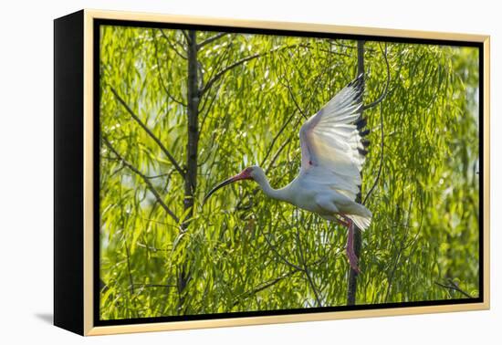 USA, Louisiana, Miller's Lake. White ibis in flight.-Jaynes Gallery-Framed Premier Image Canvas