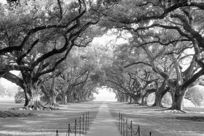 Louisiana Black and White Photography Wall Art: Prints, Paintings & Posters