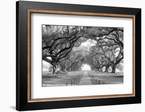 USA, Louisiana, New Orleans, brick path through alley of oak trees-null-Framed Photographic Print