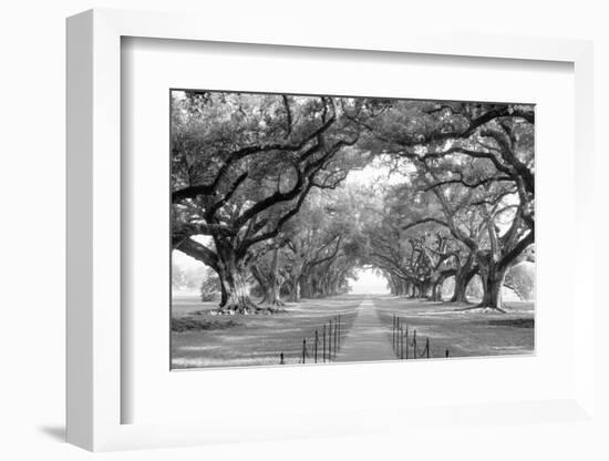 USA, Louisiana, New Orleans, brick path through alley of oak trees-null-Framed Photographic Print