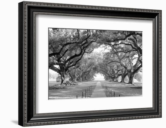 USA, Louisiana, New Orleans, brick path through alley of oak trees-null-Framed Photographic Print