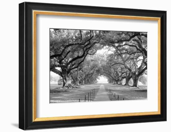 USA, Louisiana, New Orleans, brick path through alley of oak trees-null-Framed Photographic Print