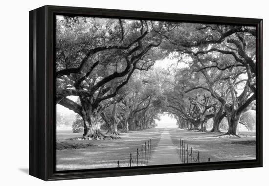 USA, Louisiana, New Orleans, brick path through alley of oak trees-null-Framed Premier Image Canvas