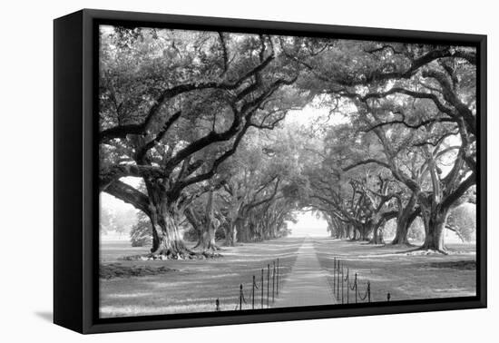 USA, Louisiana, New Orleans, brick path through alley of oak trees-null-Framed Premier Image Canvas