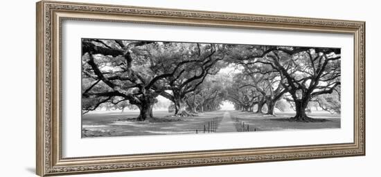 USA, Louisiana, New Orleans, brick path through alley of oak trees-null-Framed Photographic Print