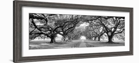 USA, Louisiana, New Orleans, brick path through alley of oak trees-null-Framed Photographic Print