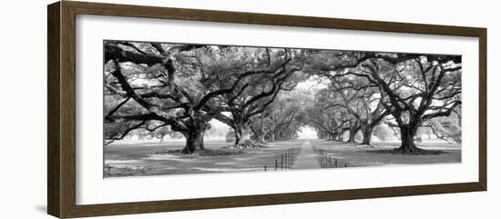 USA, Louisiana, New Orleans, brick path through alley of oak trees-null-Framed Photographic Print