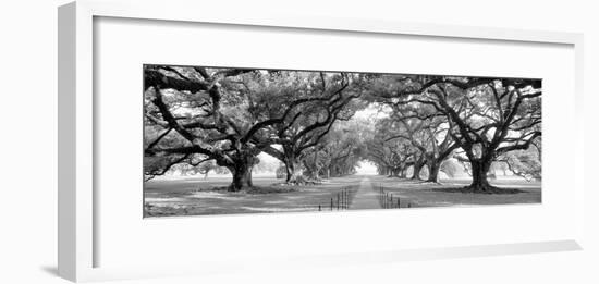 USA, Louisiana, New Orleans, brick path through alley of oak trees-null-Framed Photographic Print