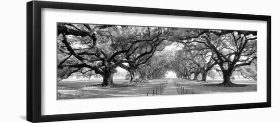USA, Louisiana, New Orleans, brick path through alley of oak trees-null-Framed Photographic Print