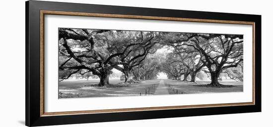 USA, Louisiana, New Orleans, brick path through alley of oak trees-null-Framed Photographic Print