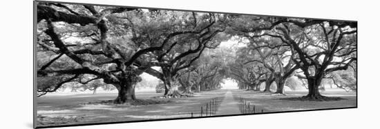 USA, Louisiana, New Orleans, brick path through alley of oak trees-null-Mounted Photographic Print