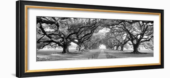 USA, Louisiana, New Orleans, brick path through alley of oak trees-null-Framed Photographic Print