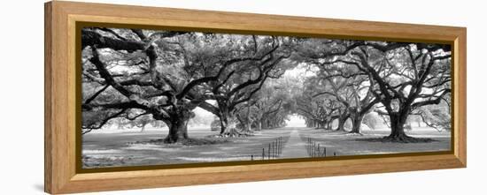 USA, Louisiana, New Orleans, brick path through alley of oak trees-null-Framed Premier Image Canvas