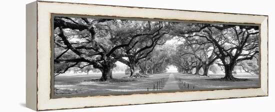 USA, Louisiana, New Orleans, brick path through alley of oak trees-null-Framed Premier Image Canvas