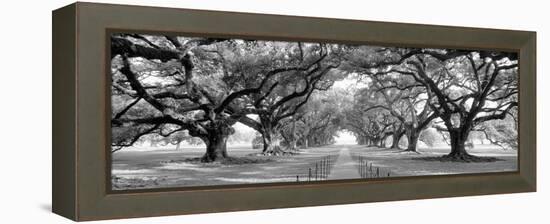 USA, Louisiana, New Orleans, brick path through alley of oak trees-null-Framed Premier Image Canvas