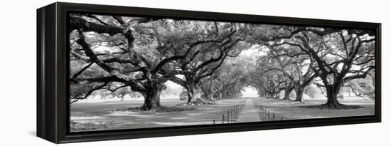 USA, Louisiana, New Orleans, brick path through alley of oak trees-null-Framed Premier Image Canvas