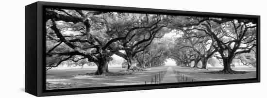 USA, Louisiana, New Orleans, brick path through alley of oak trees-null-Framed Premier Image Canvas