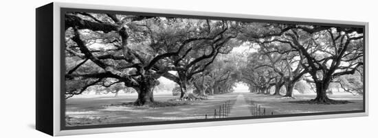 USA, Louisiana, New Orleans, brick path through alley of oak trees-null-Framed Premier Image Canvas