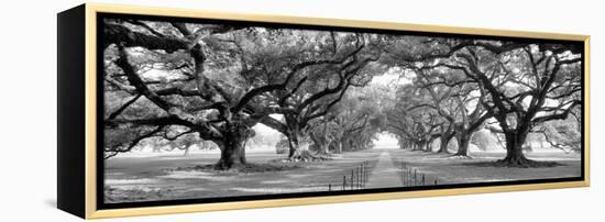 USA, Louisiana, New Orleans, brick path through alley of oak trees-null-Framed Premier Image Canvas