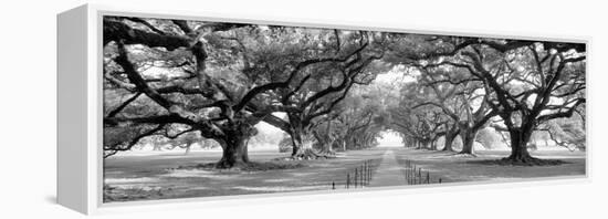 USA, Louisiana, New Orleans, brick path through alley of oak trees-null-Framed Premier Image Canvas