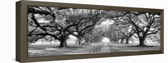 USA, Louisiana, New Orleans, brick path through alley of oak trees-null-Framed Premier Image Canvas