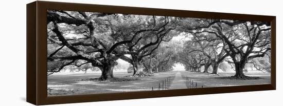 USA, Louisiana, New Orleans, brick path through alley of oak trees-null-Framed Premier Image Canvas