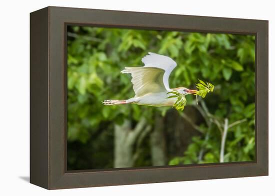 USA, Louisiana, Vermilion Parish. Cattle egret carrying nest material.-Jaynes Gallery-Framed Premier Image Canvas